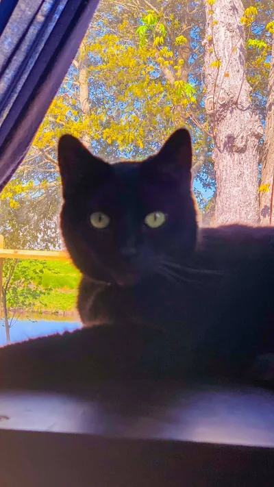 Cat on a Windowsill in Autumn HD Phone Wallpaper