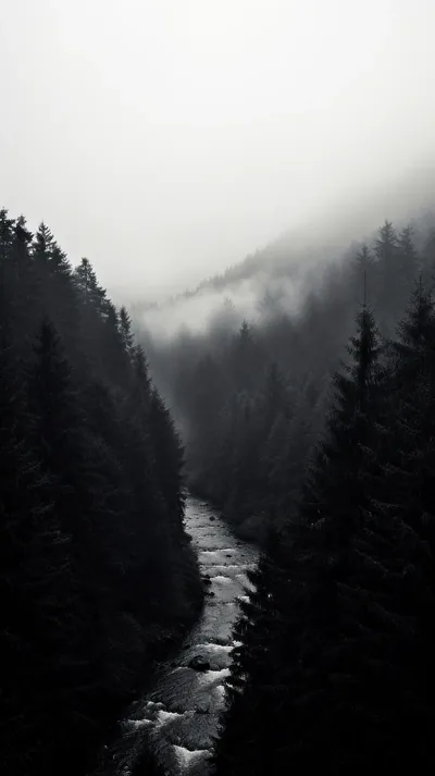 River Through a Foggy Pine Forest HD Phone Wallpaper