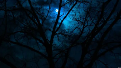 Tree Branches In Moon Blue Sky Background HD Moon Wallpapers