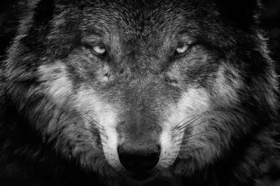Black And White Wolf Face Photography