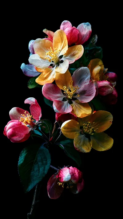 Quince Blossoms on Black for Phone HD Wallpaper