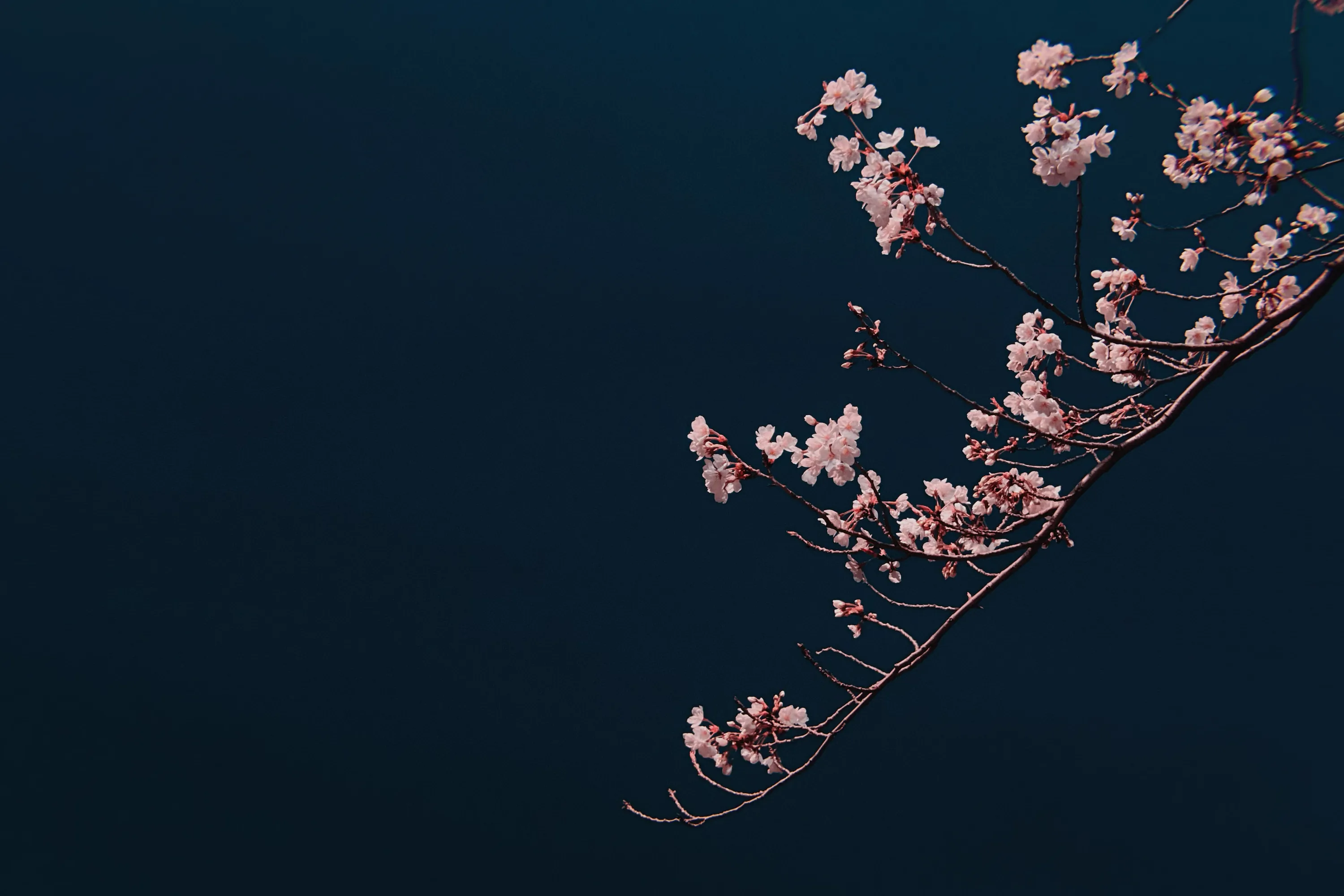 A blossoming branch cuts in from the upper right across deep blue-black, leaving the entire lower left quarter empty for a clock or app grid.