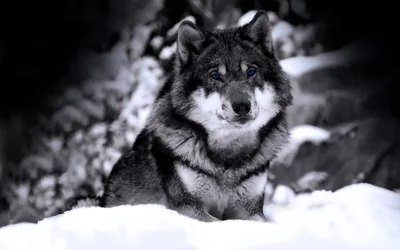 Wolf Wallpaper images