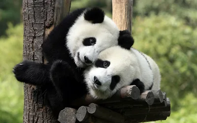 Cute Black Panda Wallpaper