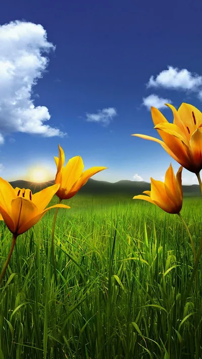 Android Mobile Nature Wallpapers