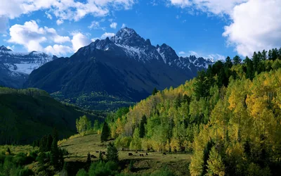 Snowy Peak Above Autumn Aspens HD Wallpaper