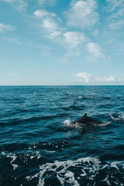 Lone Dolphin Breaking the Surface HD Phone Wallpaper