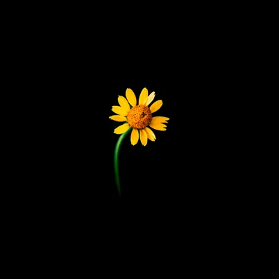 Single Yellow Flower on Black HD Wallpaper