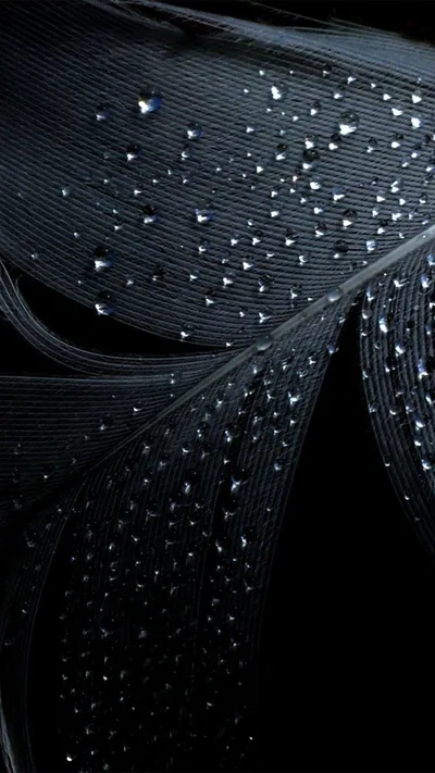 Water Drops on Black Feathers HD Phone Wallpaper