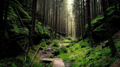 Stone Steps in a Mossy Ravine HD Wallpaper