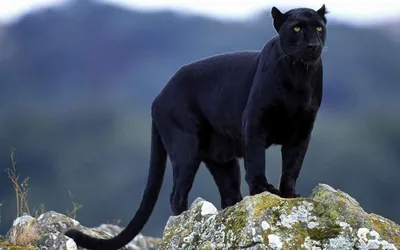 Image Black Puma Wallpaper