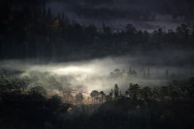 Misty Forest Veil Dark Nature Landscape HD Wallpaper