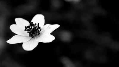 Black and White Aesthetic Flower Wallpapers Black and White