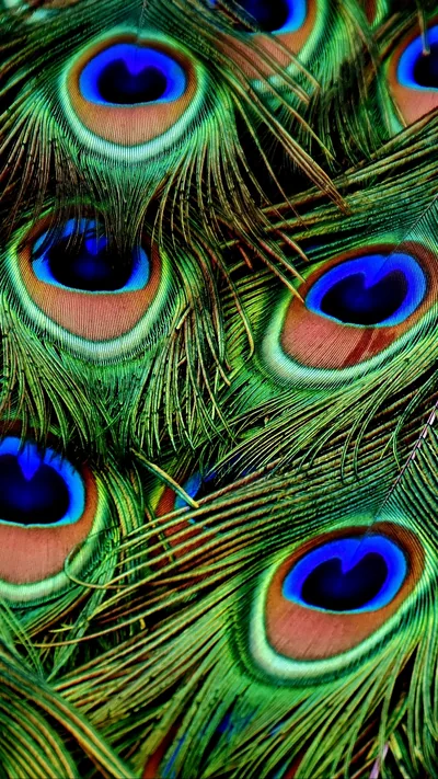 Feathers iPhone Wallpapers