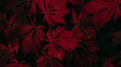 Red Leaves In Black Background 4K HD Black Wallpapers
