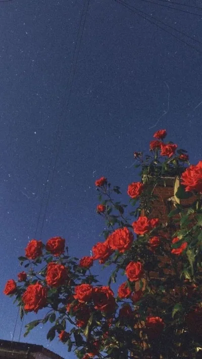 4K Iphone Wallpaper