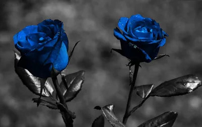 Blue Roses in a Black and White Photo HD Wallpaper