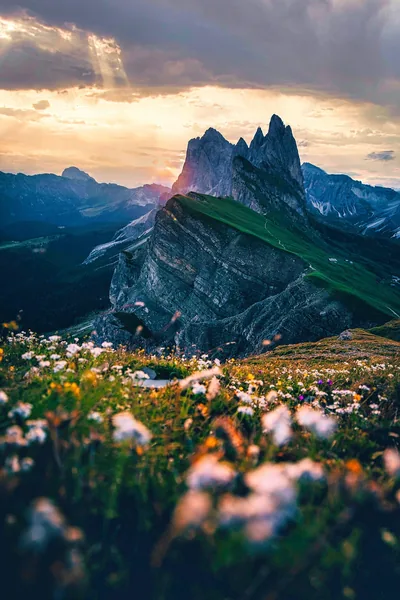 Wildflowers Below a Jagged Sunset Ridge HD Phone Wallpaper