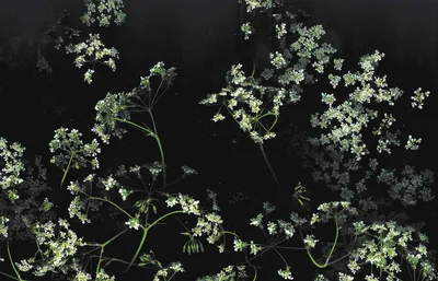 White Wildflowers Against Black HD Wallpaper