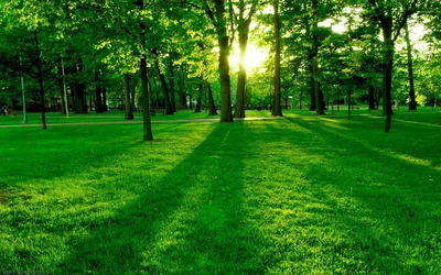 Douce Art Green Desktop Wallpapers