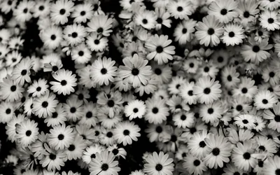 Field of Daisies in Black and White HD Wallpaper