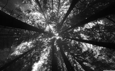 Looking Up Through Dark Trees HD Wallpaper