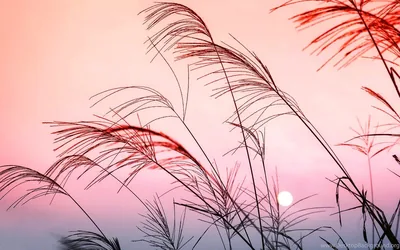 Desktop Pastel Wallpapers