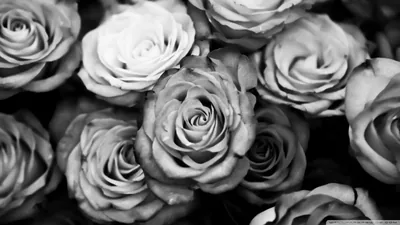 Black Roses Backgrounds