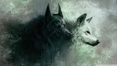 Cool Wolf Wallpaper images