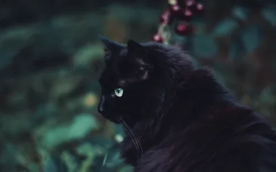 Garden Cat with Green Eyes at Dusk HD Wallpaper
