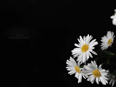 Black Wallpaper With Flowers Wallpaper