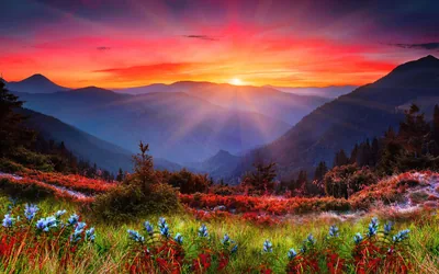 Red Sunset Over a Flowering Meadow HD Wallpaper