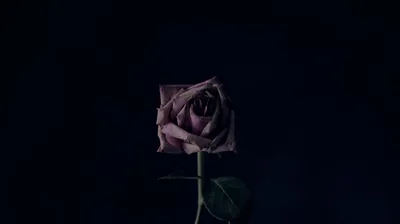 Dusty Pink Rose on Deep Blue HD Wallpaper