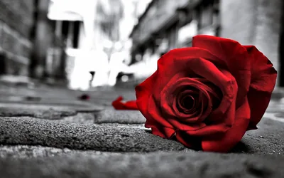 rose, Sad, Black, Lost, Love, Emotions, Flowers, Life, Road, Floor, Lonely Wallpapers