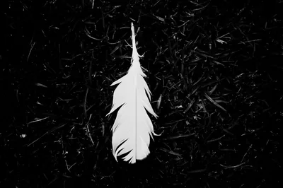 Wallpaper White Feather on Green Grass, Background Free Image