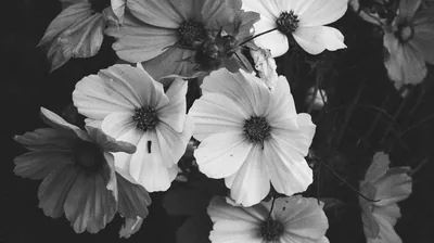 Cosmos Flowers in Black and White HD Wallpaper