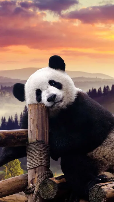 Big Cute Panda Wallpaper