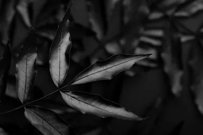 Unique and Stunning Black Background with Leaves and Vegetation