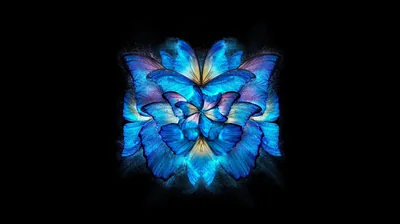 Blue Butterfly Wings on Black HD Wallpaper