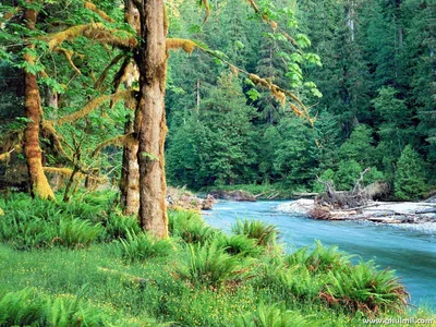 Turquoise River Through a Mossy Forest HD Wallpaper