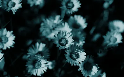 Teal Daisies in Low Light HD Wallpaper