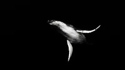 Enigmatic 4K Black Background