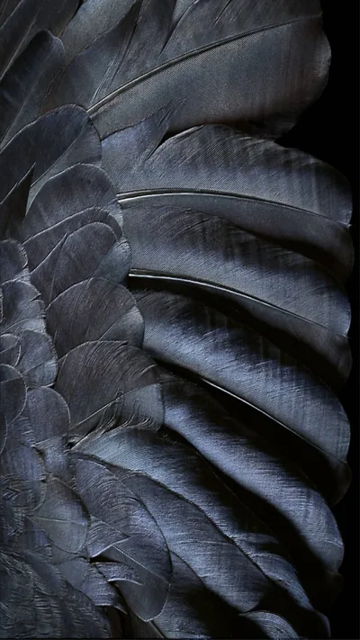 free Black Feather Ios Default Wallpaper