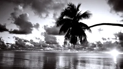Palm Tree Over a Tropical Beach HD Wallpaper