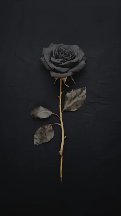 Black Rose Wallpaper Aesthetic
