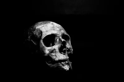 Human Skull on Black HD Wallpaper