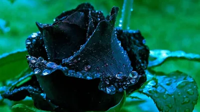 Black Rose Wallpapers