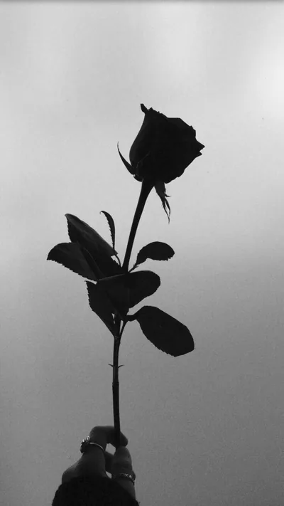free Black Aesthetic Rose Silhouette Wallpaper