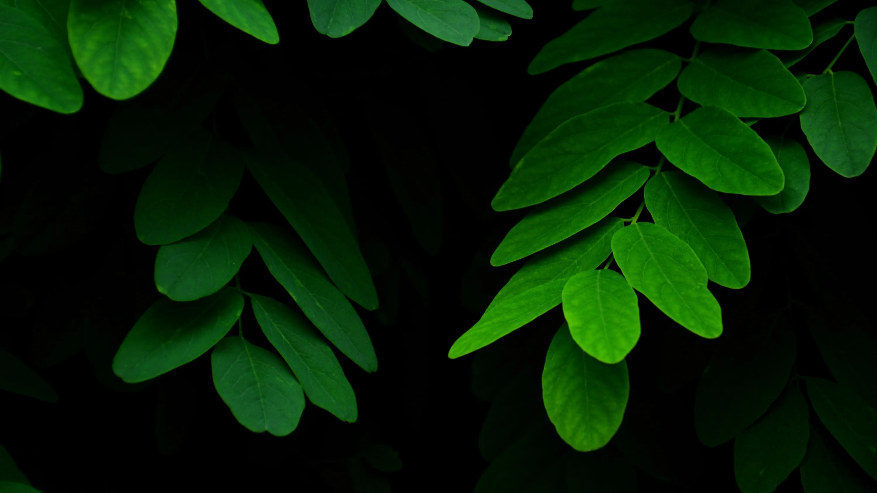 Green And Black Wallpaper 4k