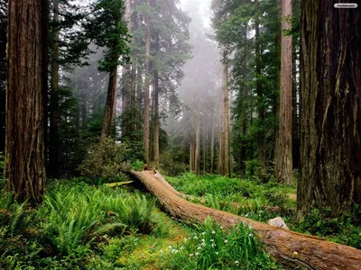 Fallen Redwood Log Across a Fern Glade HD Wallpaper